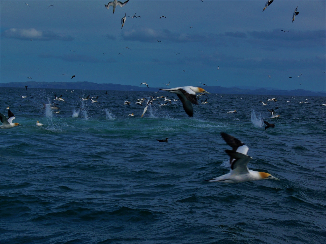 Guided Lure fishing Charter Bream Bay and beyond - Whole boat 4pax